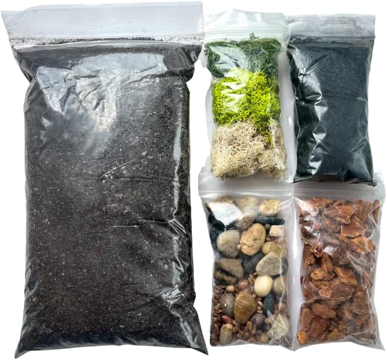 現品！ブルーベリーの木実付き、品種不明 出所不明系ブルーベリー 現品！ブルーベリーの木実付き、品種不明